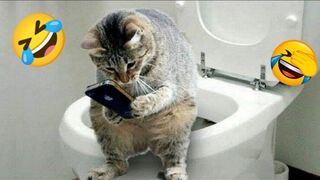 Funniest Cats And Dogs Videos  - Best Funny Animal Videos 2023 2