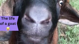 Goat talking? What did the owner tell her goat?????