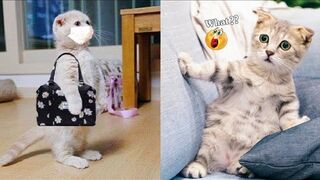 Funniest Animals 2023  Best Funny Cats and Dogs 4