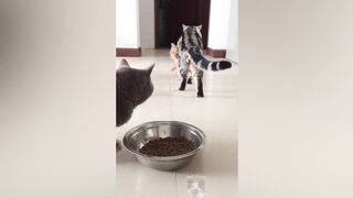Can you watch without laughing? 100% Impossible 2