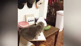 Try Not To Laugh Animals : 1 Hour of Funniest Cat Videos #19 | Funny Animal Videos