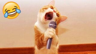 Try Not to Laugh Challenge - Best Funny Dogs and Cats Videos