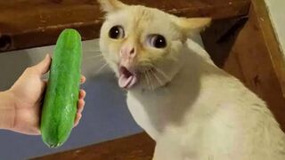 Funniest Animals 2023 - Funniest Cats and Dogs 2