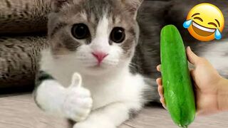 Best Funny Dogs And Cats Videos - Funniest Animals Videos 2023 3