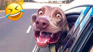 Funniest Animal Videos - Funny Cats invited to the Dog Party 2023