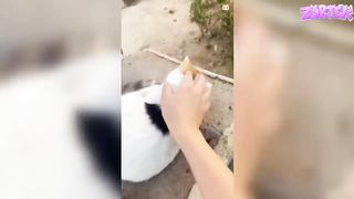 Si tu rigole tu perds ! ( vidéo drôle )