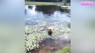 Si tu rigole tu perds ! ( vidéo drôle ) 2