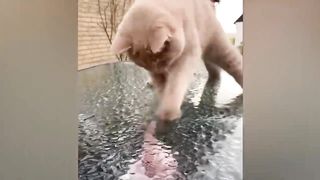 les animaux les plus drôles