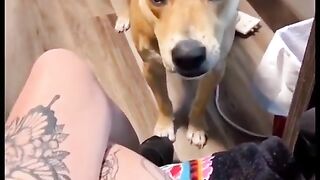 #12 Funny Animal Videos 2022 Best Dogs And Cats Videos