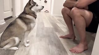 Sapphie the pomsky plays mommy vs. daddy baby edition