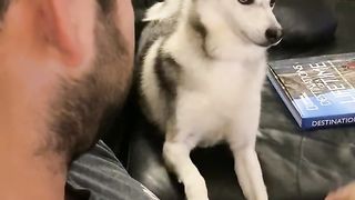 Sapphie the pomsky reacts to daddy's cell phone