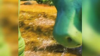 Amazing Video 6