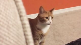 Compilation of the Cutest Cats! ???? Who doesn't love watching cute Kitties? ????
