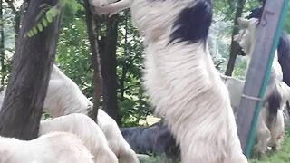 New unique goats in swat // kia ajeeb bakriya ha yaar