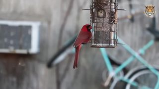 Birds sounds: duck, owl, swan, crow, eagle - Animal moments