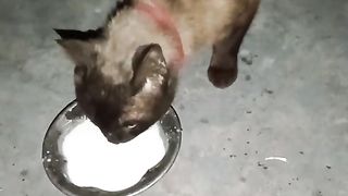 My beautiful brown ???? drinking ???? milk ????.