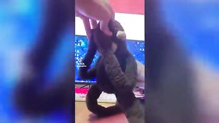 funny tik toks that make my monday better ????