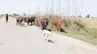 Street dogs and buffaloes in village.