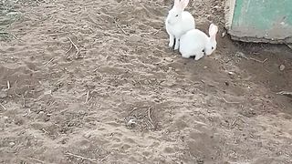 Rabbit 6