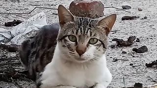 Sad cat on my roof