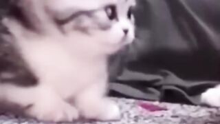 Cute cats fight funny