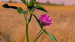 Beautiful Flowers ????