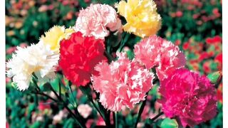 Learn Flowers Name for Kids | Flowers Name kids Learning
