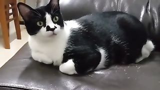 Very Cute  cati