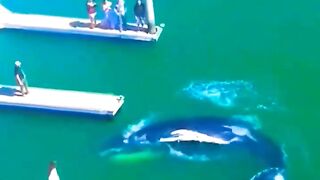 Blue whale 2