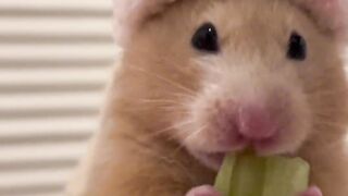 Hungry mouse