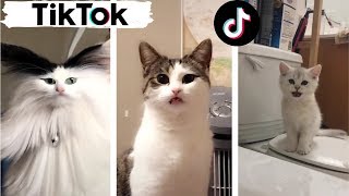 BEST CAT TIK TOK 2022