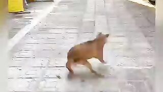 Dogs funny vidéos