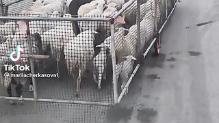 فكرة غريبة و عجيبة