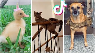 Funny Pets Compilation ~ Cute Animals of TikTok Compilation 2