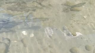 Birgal fishfarm