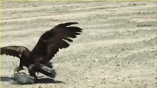 Top 10 eagles hunt their prey without mercy