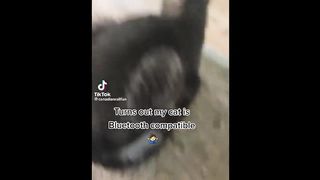 FUNNY CAT MEMES COMPILATION OF 2023 6
