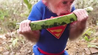Monkey very mesti me