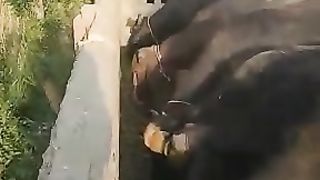 Buffalo lover