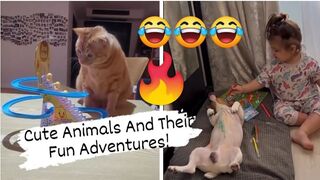 Cute animals and their fun adventures! Interesting and funny!