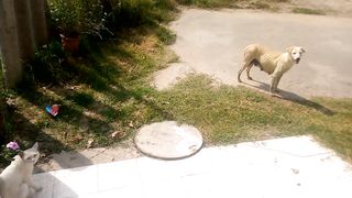 Animals that Asked People for Help & Kindness...Caught by Camera..!