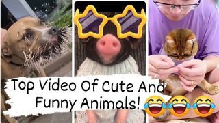 Top Video Of Cute And Funny Animals! 2