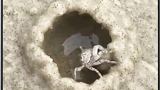 spider vidoe
