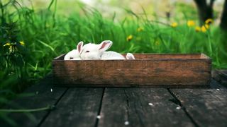 Cute funny bunnies playing in the green field...
