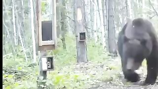 a mad bear