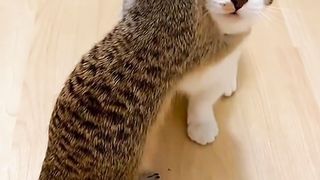 смешны кот прыбірае