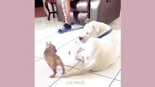 Funny Dog Cat