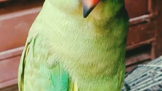 Beutiful Parrot