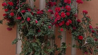 Red rose's| nature lovers| nature of beauty| Awesome weather |Lower classifications|