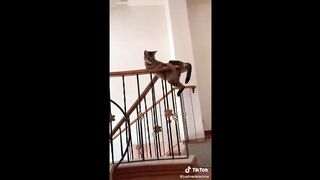 FUNNY TIK TOK COMPILATION 2023